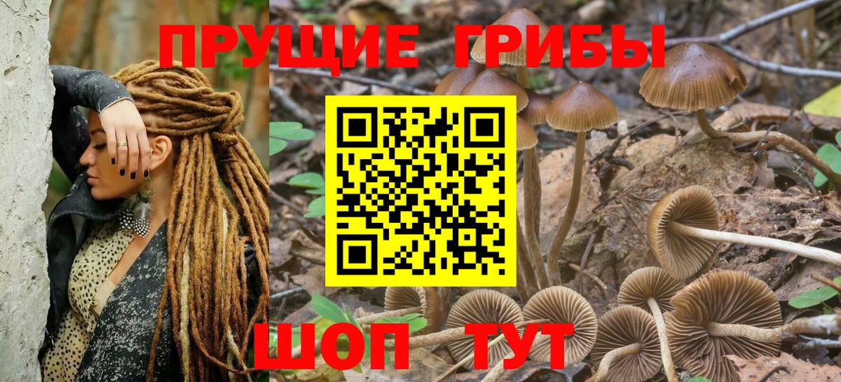 Псилоцибиновые грибы мицелий Ижевск